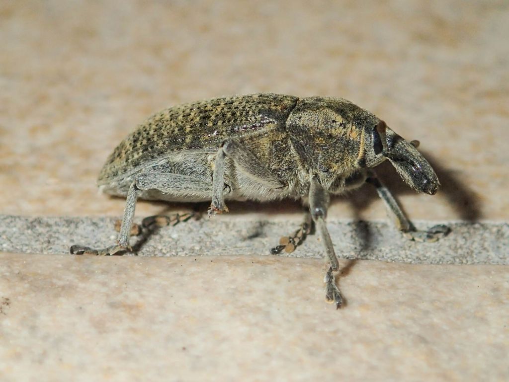 Curculionidae: Larinus (Larinus) cynarae