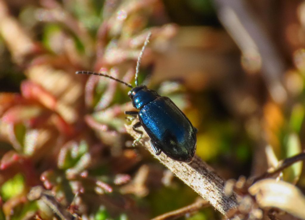 Altica da identificare: Altica sp.