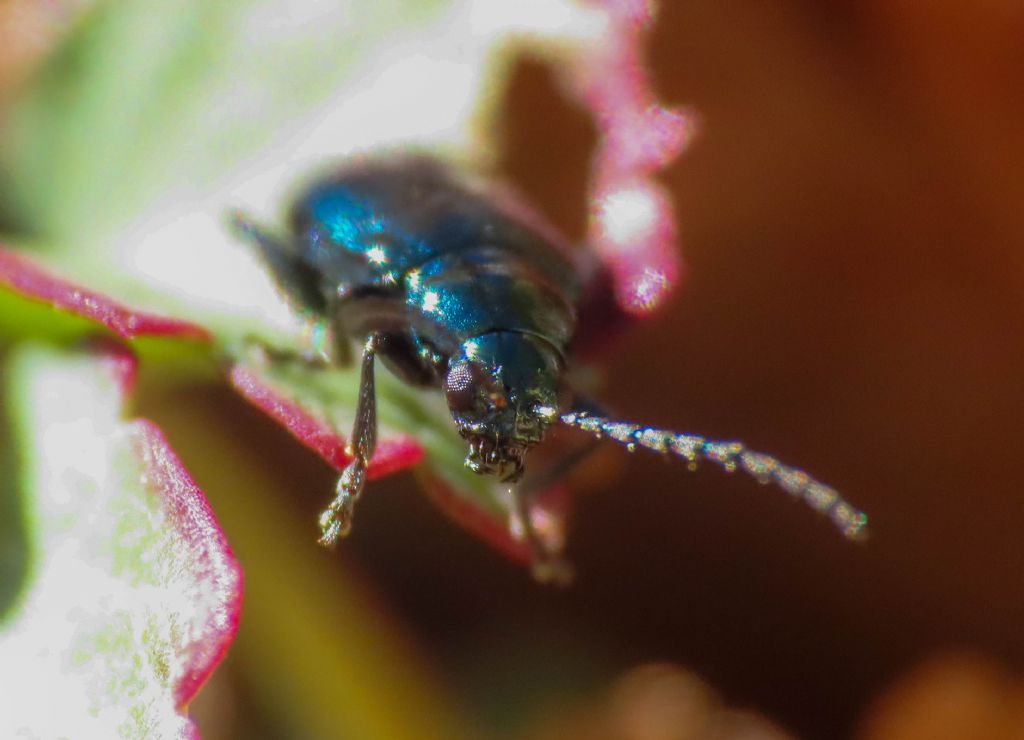 Altica da identificare: Altica sp.