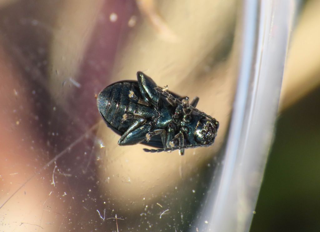 Altica da identificare: Altica sp.
