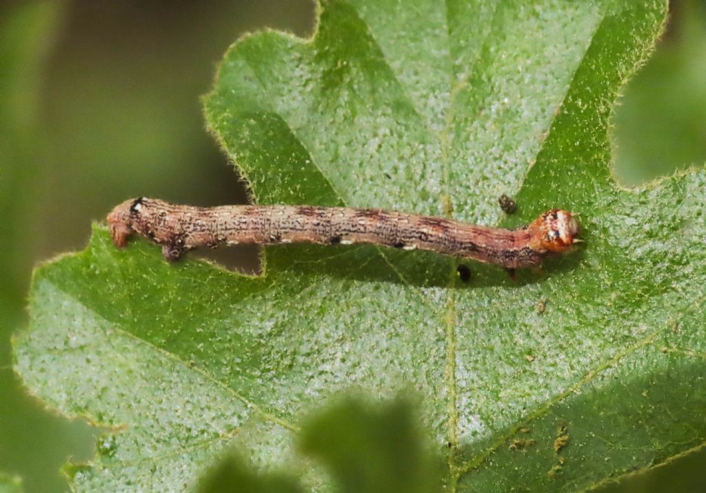 Bruco di Geometridae da identificare: Agriopis marginaria