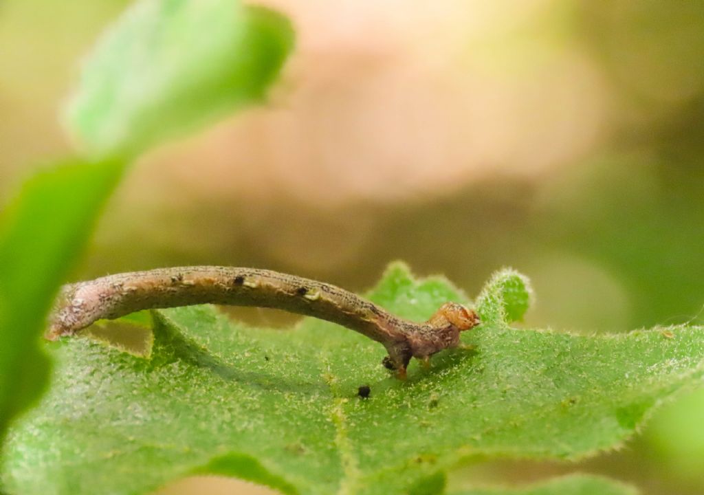 Bruco di Geometridae da identificare: Agriopis marginaria