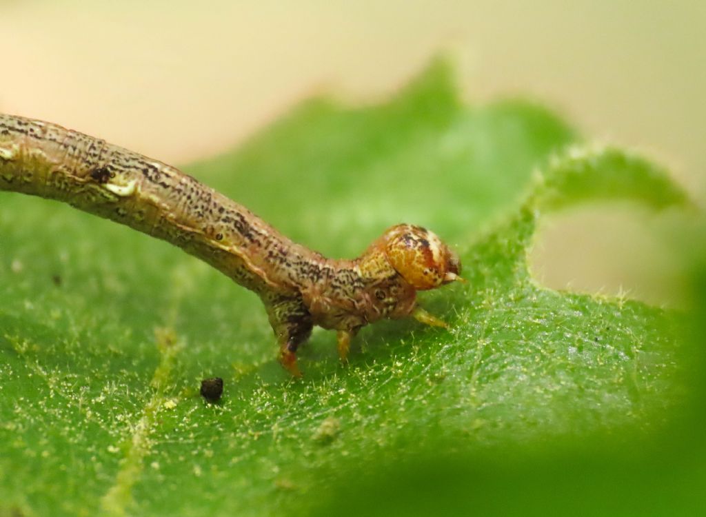 Bruco di Geometridae da identificare: Agriopis marginaria