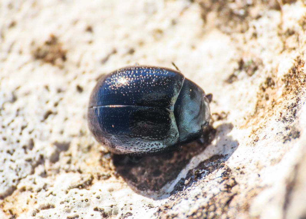 Chrysolina da identificare: Chrysolina haemoptera