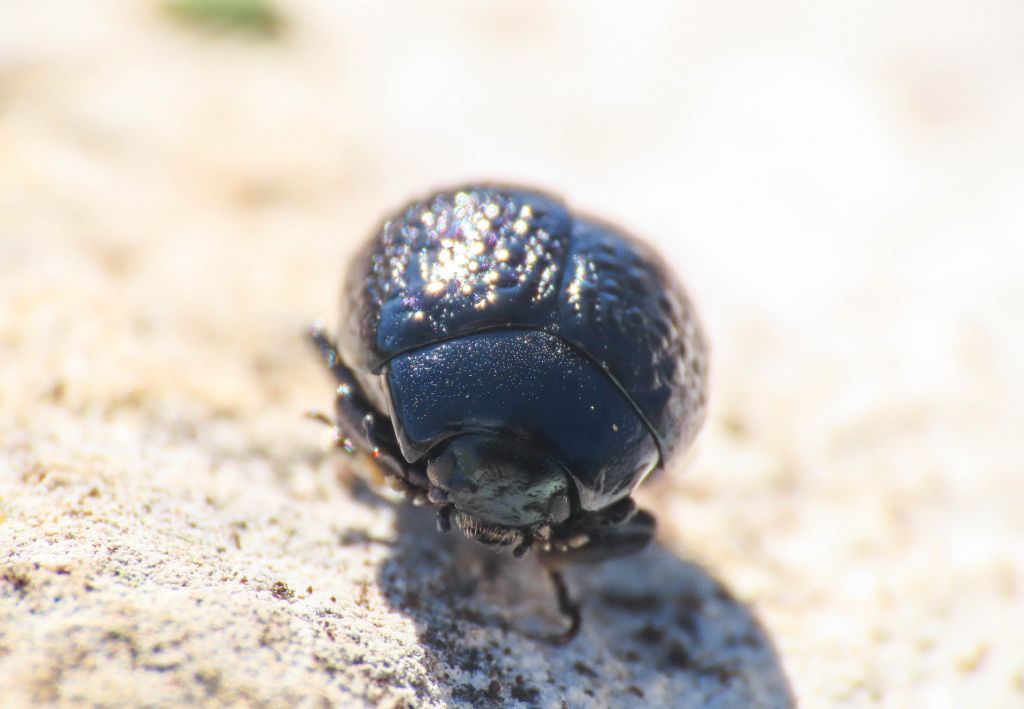 Chrysolina da identificare: Chrysolina haemoptera