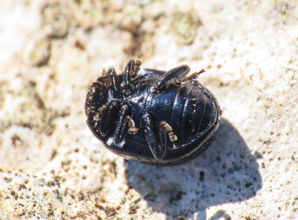 Chrysolina da identificare: Chrysolina haemoptera