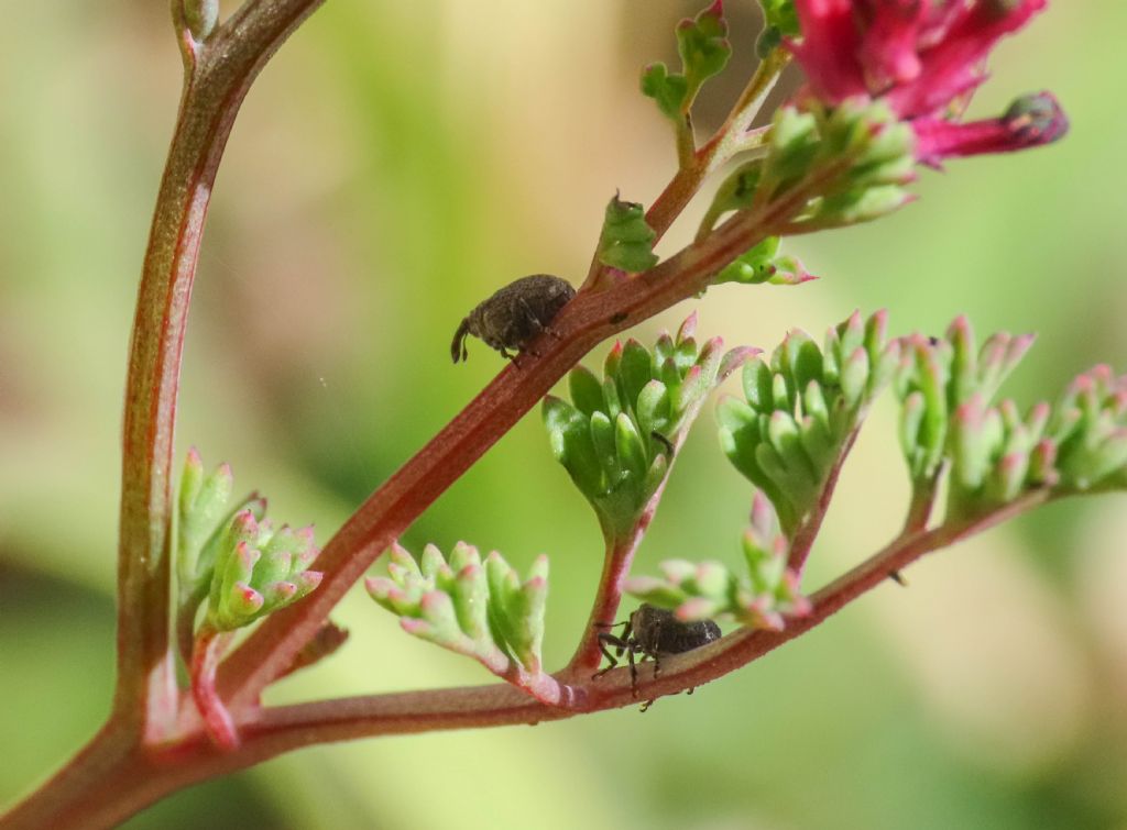 Curculionidae: Sirocalodes mixtus