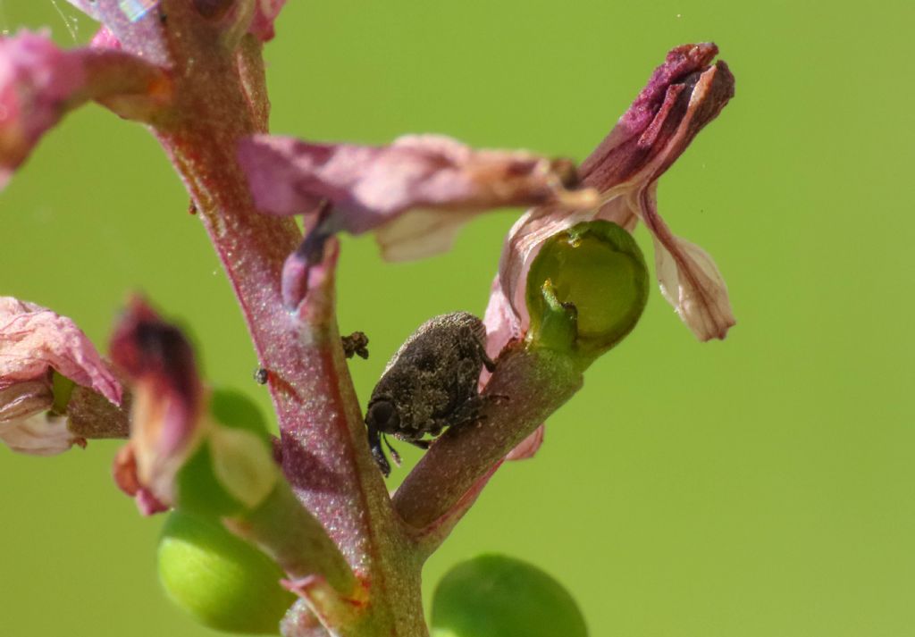 Curculionidae: Sirocalodes mixtus