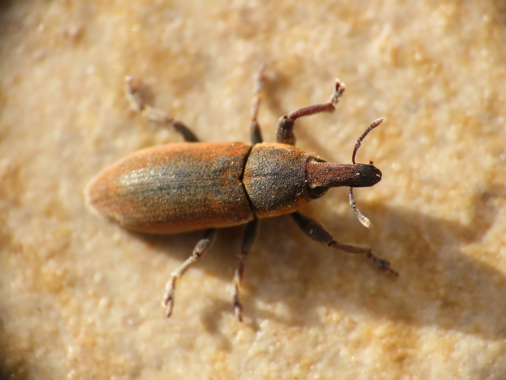 Curculionidae: Lixus (Ortholixus) angustus