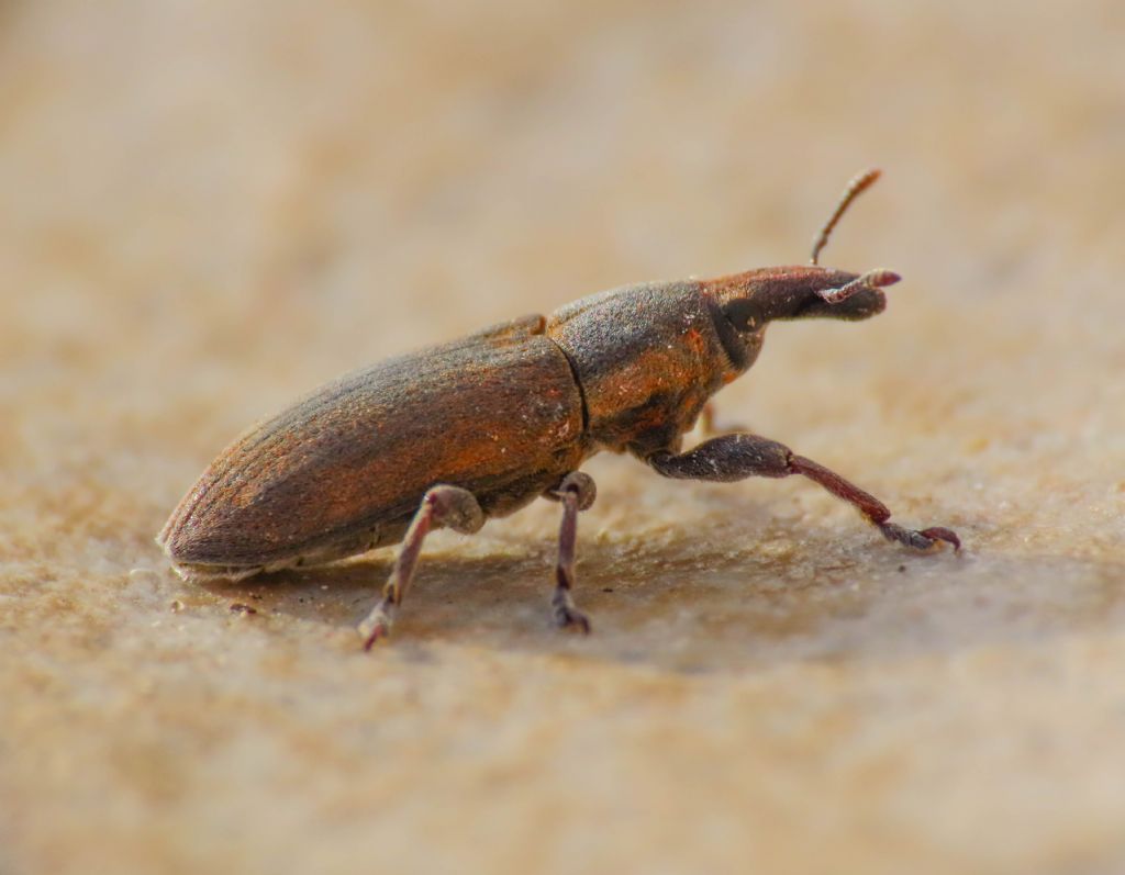 Curculionidae: Lixus (Ortholixus) angustus