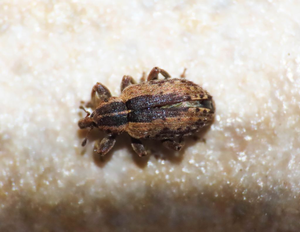 Curculionidae: Hypera postica