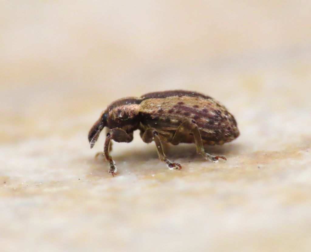 Curculionidae: Hypera postica