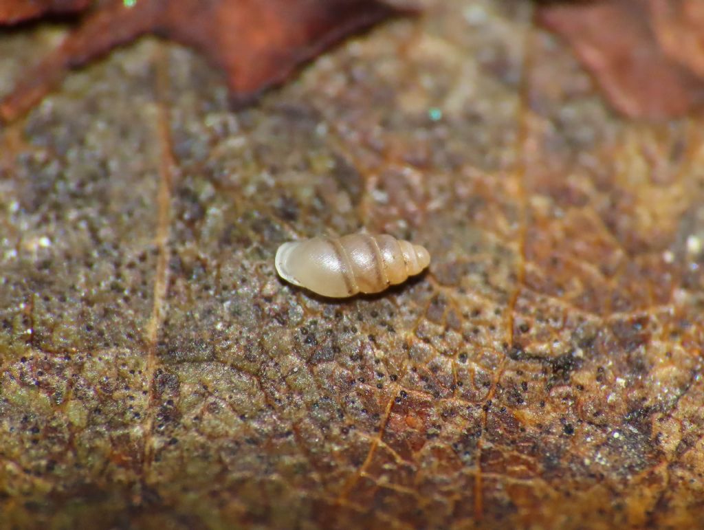 Piccolo gasteropode da identificare