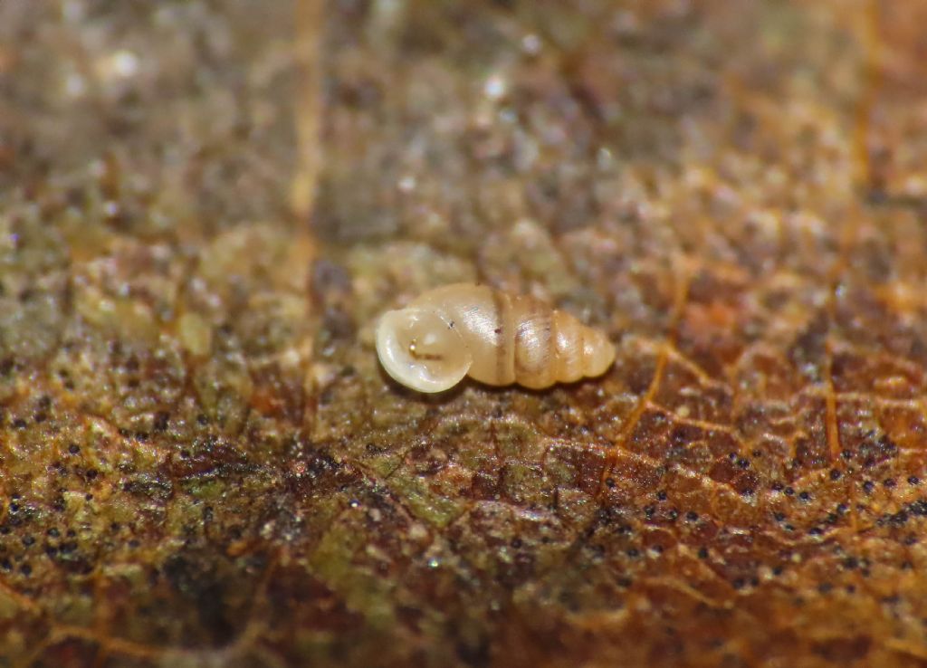 Piccolo gasteropode da identificare