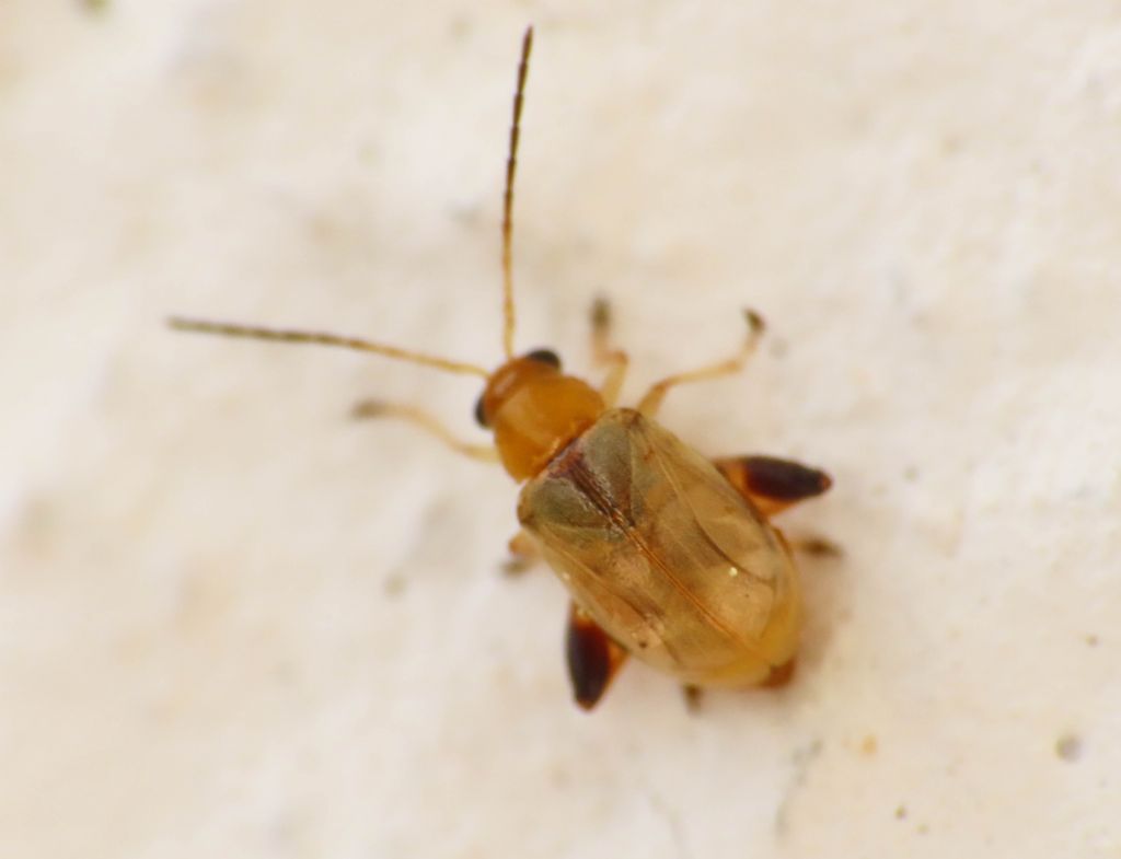 Chrysomelidae: Longitarsus? Forse una Ahthona sp.