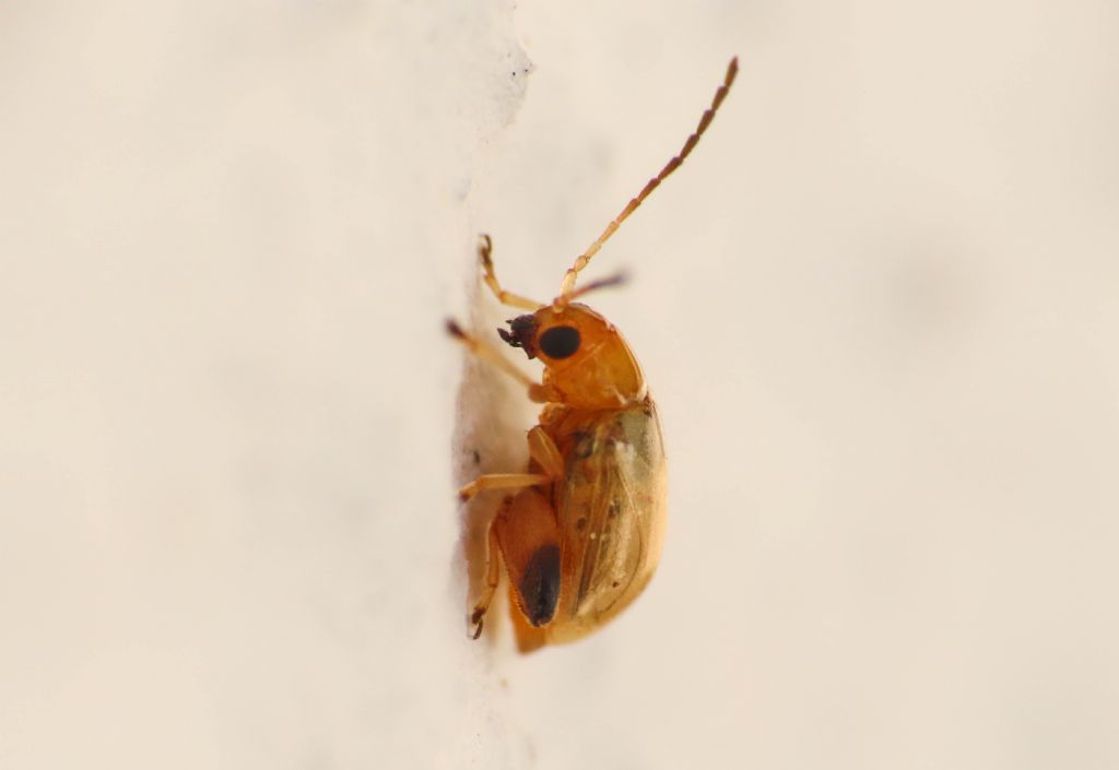 Chrysomelidae: Longitarsus? Forse una Ahthona sp.