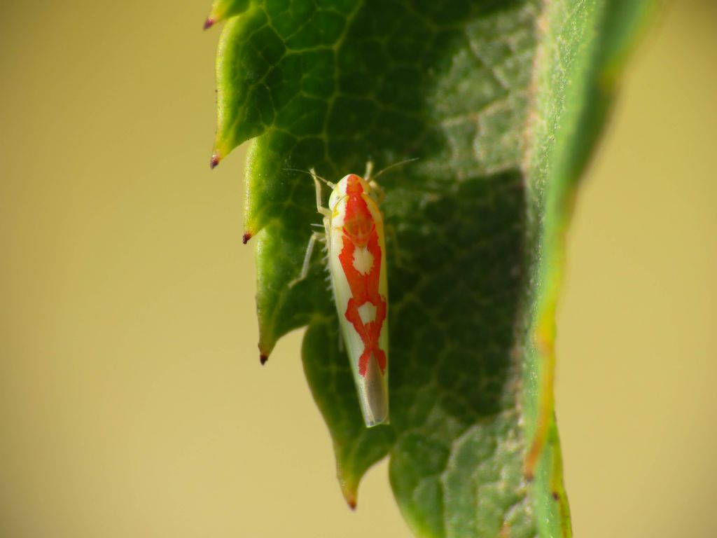 Zygina discolor (Cicadellidae)