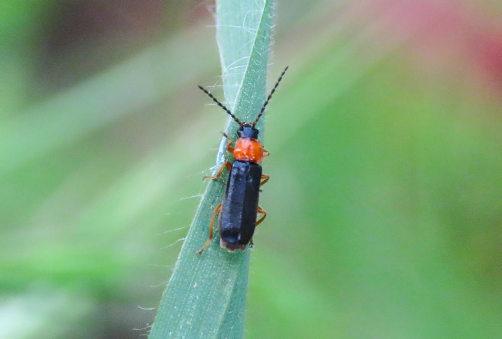 Cantharidae: Cratosilis sp.