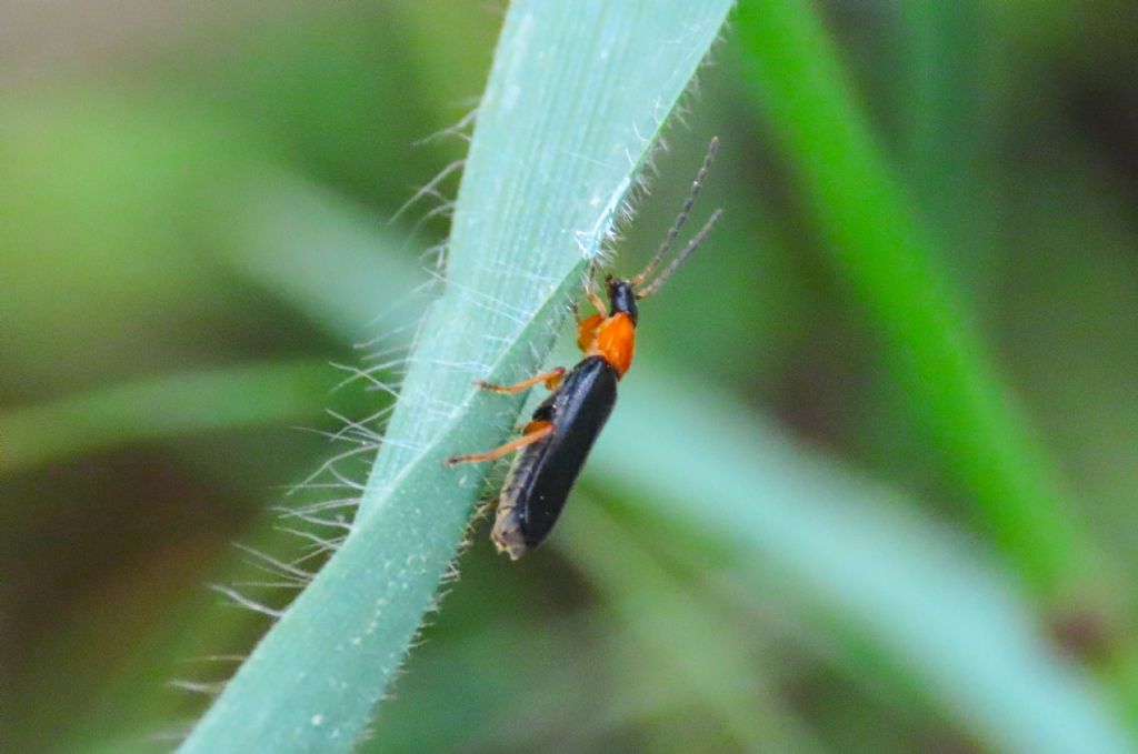 Cantharidae: Cratosilis sp.