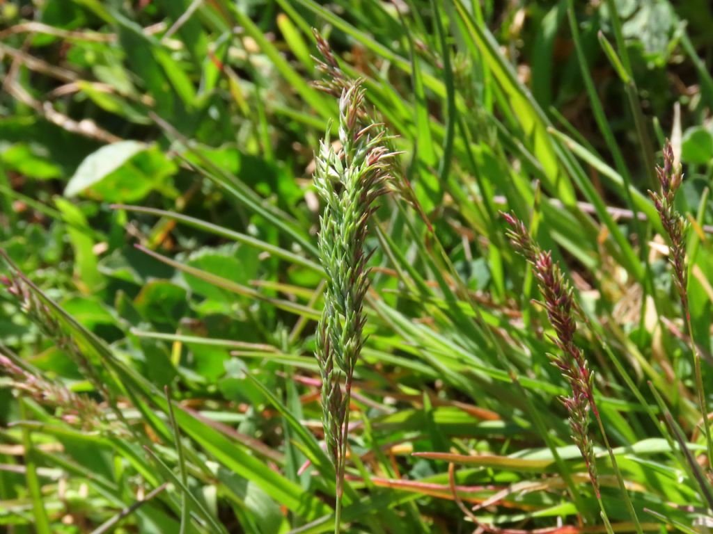 Poa bulbosa e Bromus sterilis