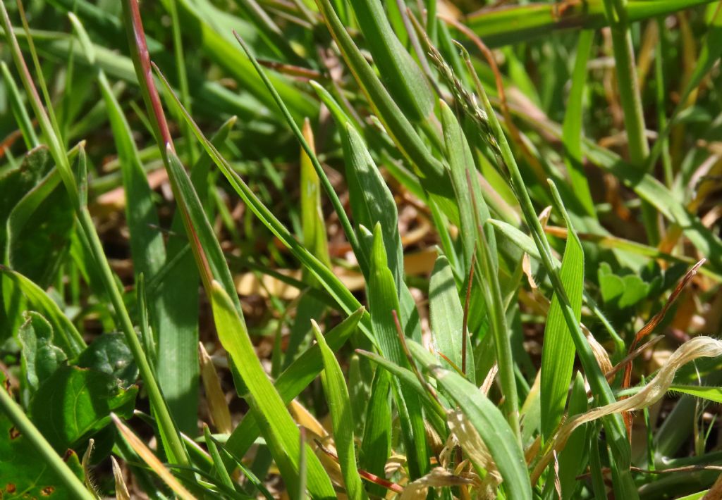 Poa bulbosa e Bromus sterilis