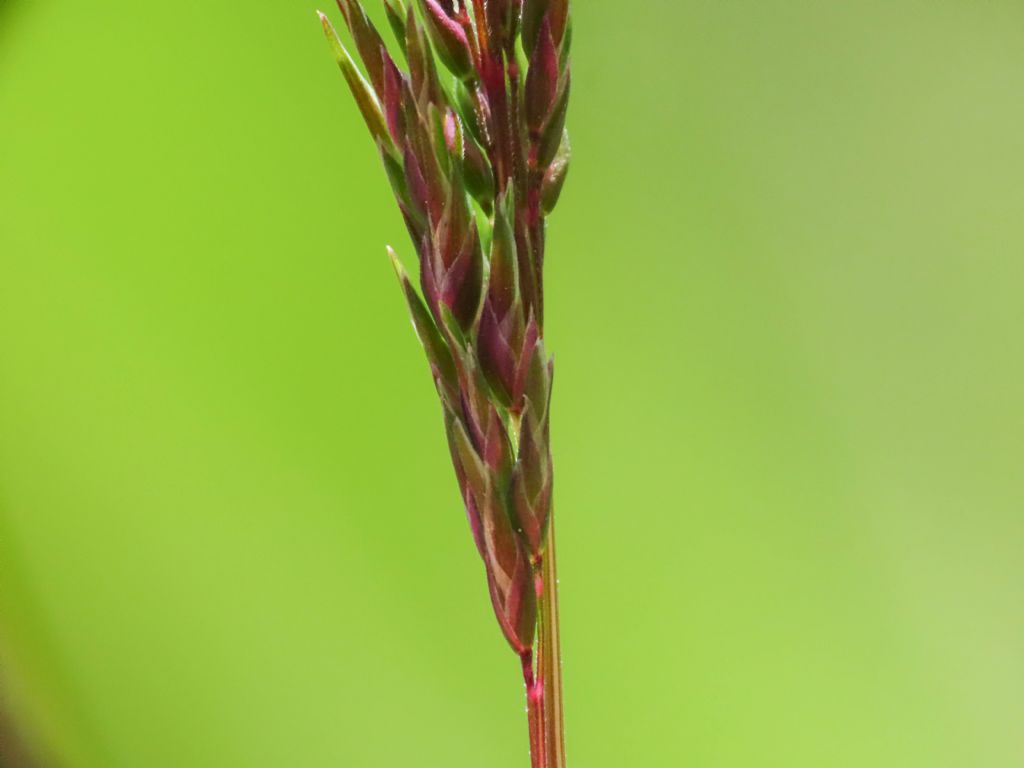 Poa bulbosa e Bromus sterilis