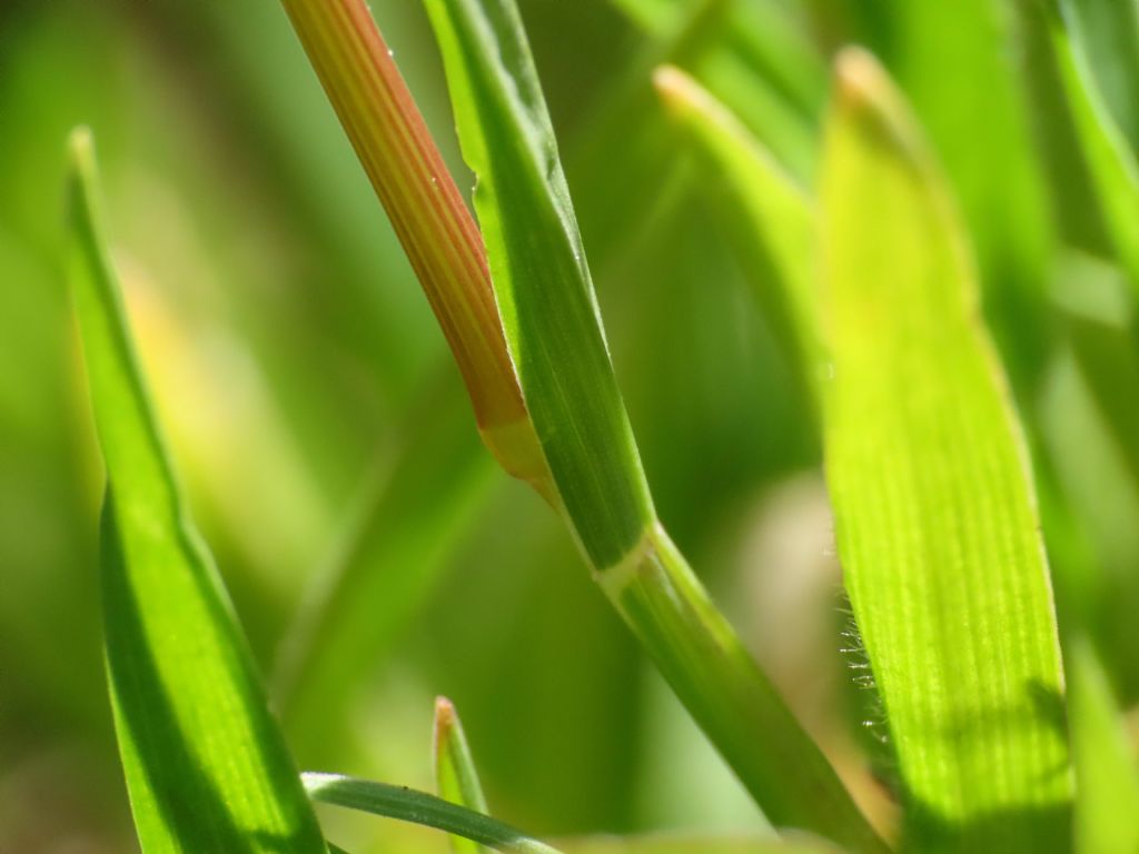 Poa bulbosa e Bromus sterilis