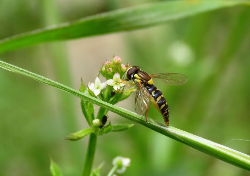 Syrphidae: Sphaerophoria sp., femmina
