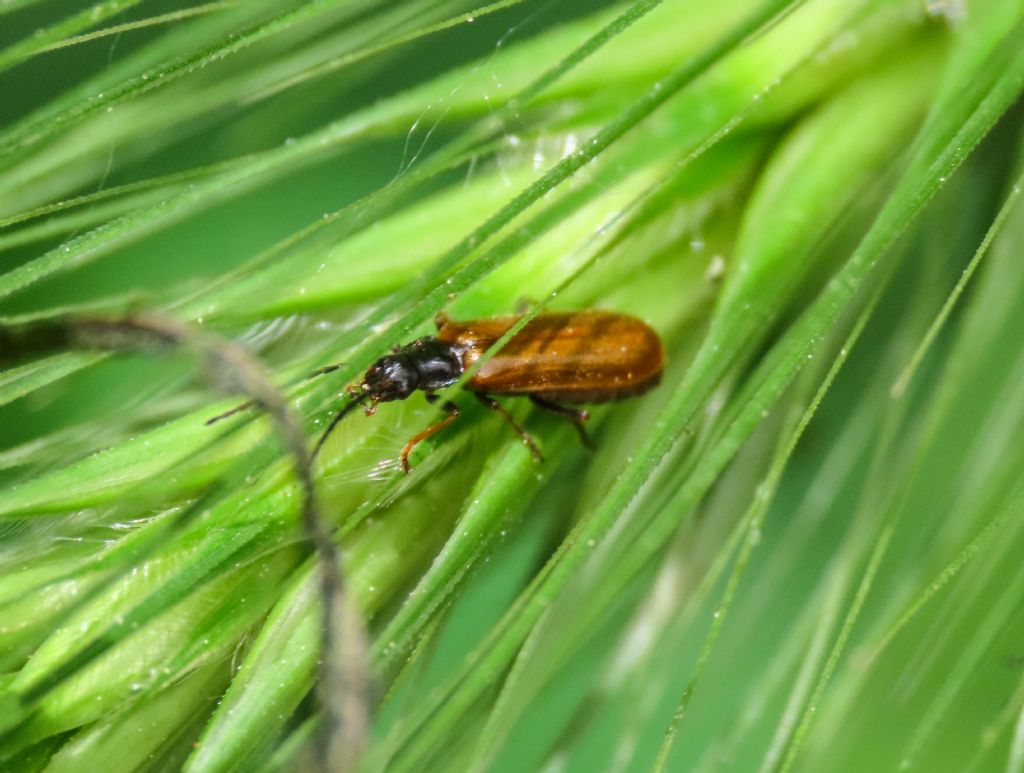 Cantharidae: femmina di Rhagonycha fuscitibia