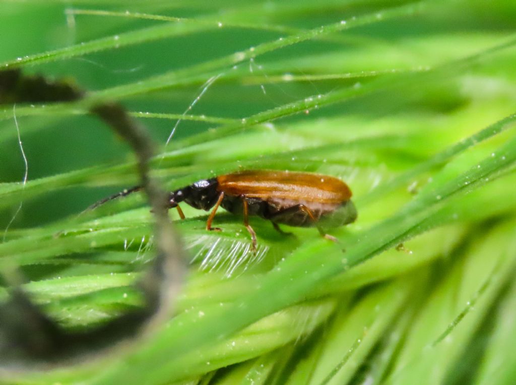 Cantharidae: femmina di Rhagonycha fuscitibia