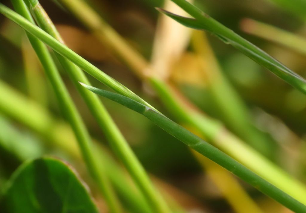 Poa bulbosa e Bromus sterilis