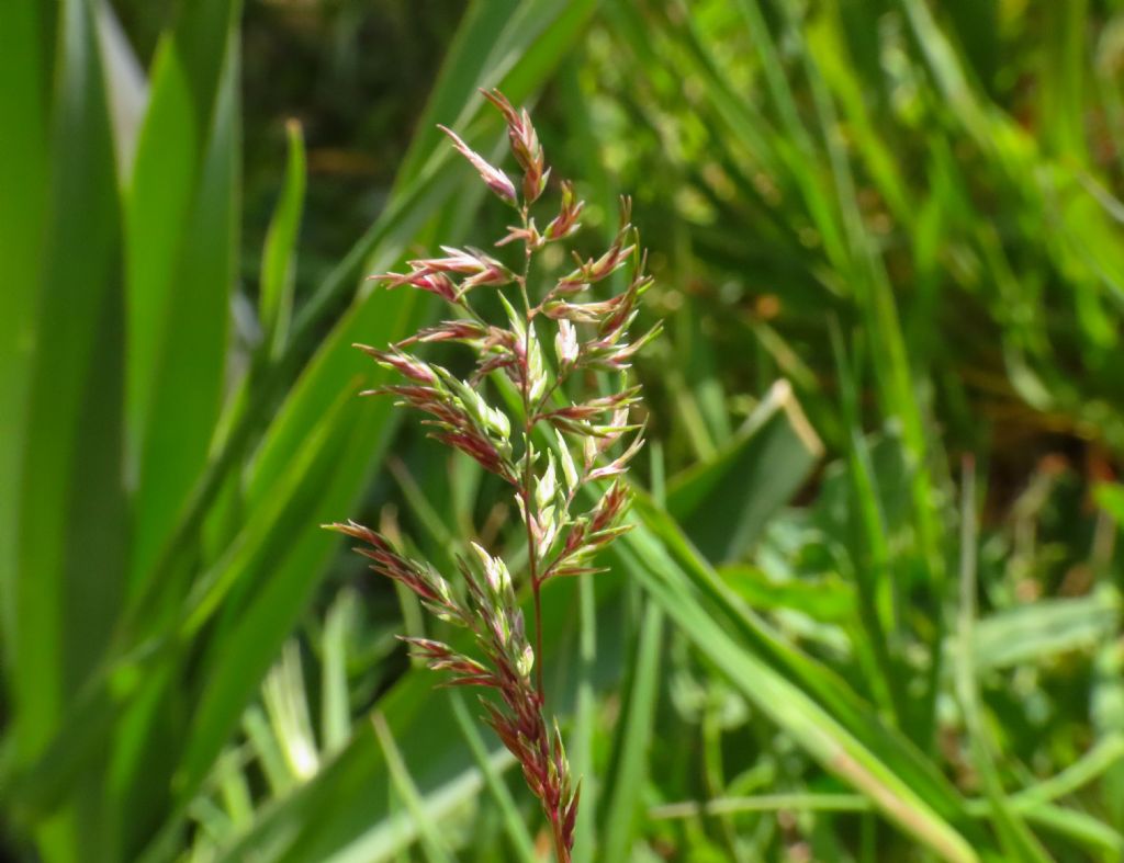 Poa bulbosa e Bromus sterilis