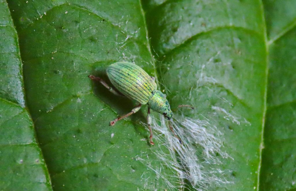 Curculionidae: Polydrusus? S, Polydrusus (Eudipnus) amplicollis