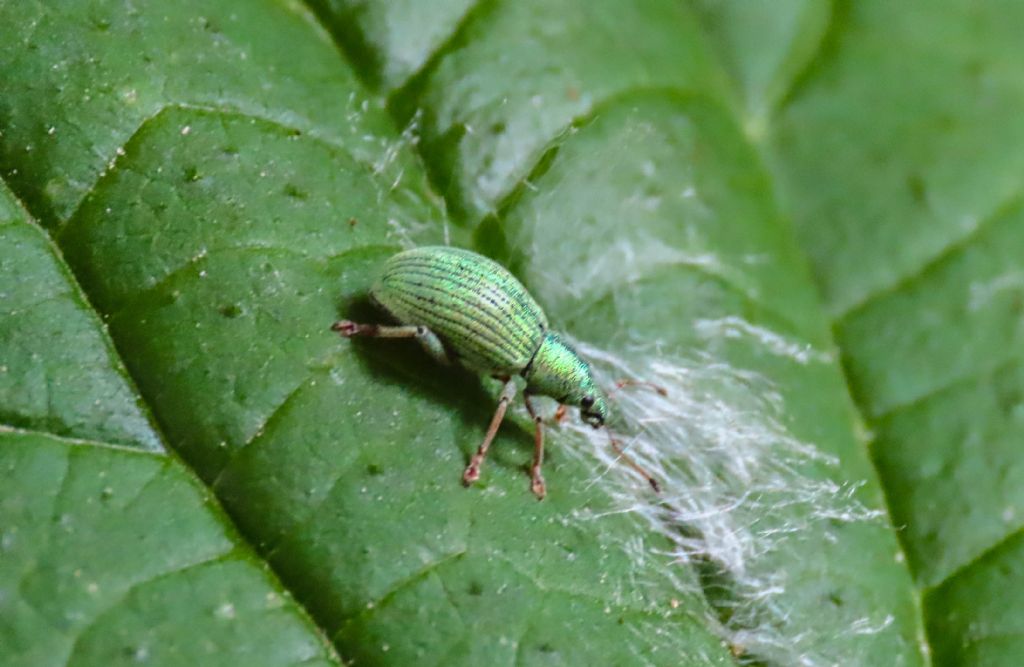 Curculionidae: Polydrusus? S, Polydrusus (Eudipnus) amplicollis