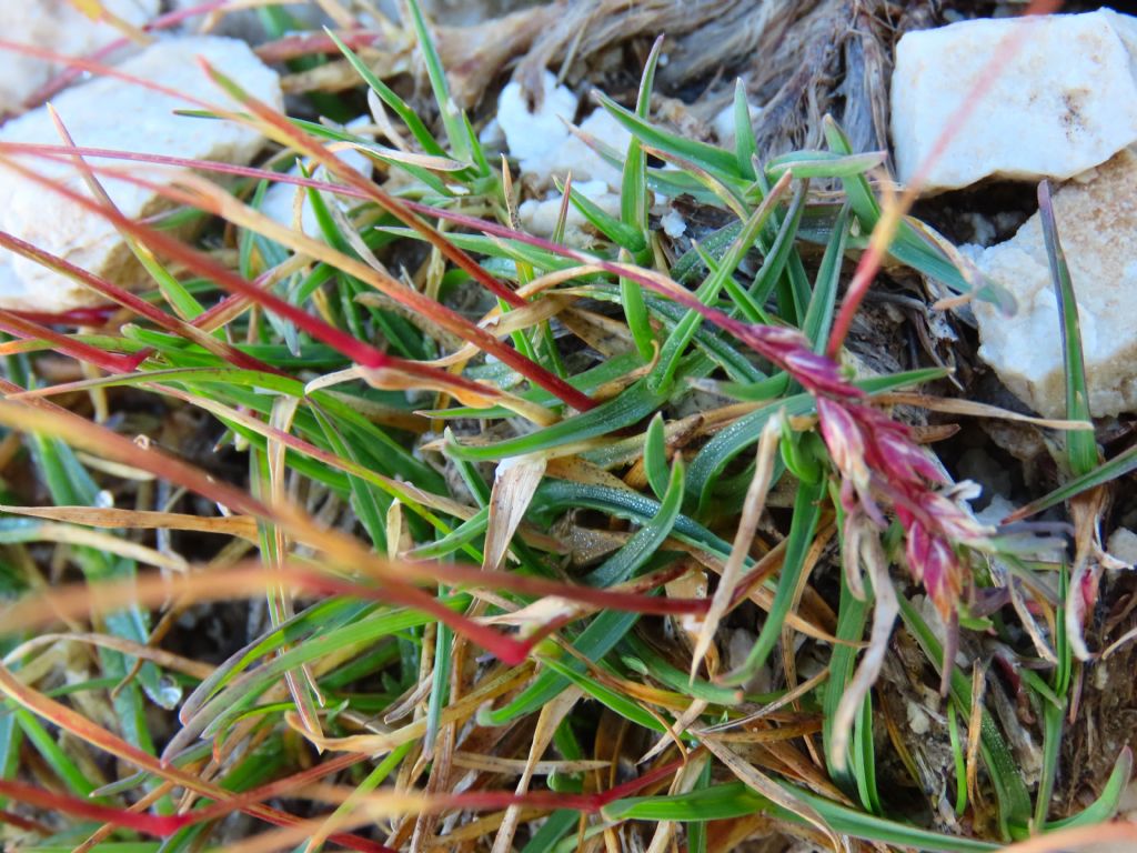 Poa? ... Poa cfr. alpina