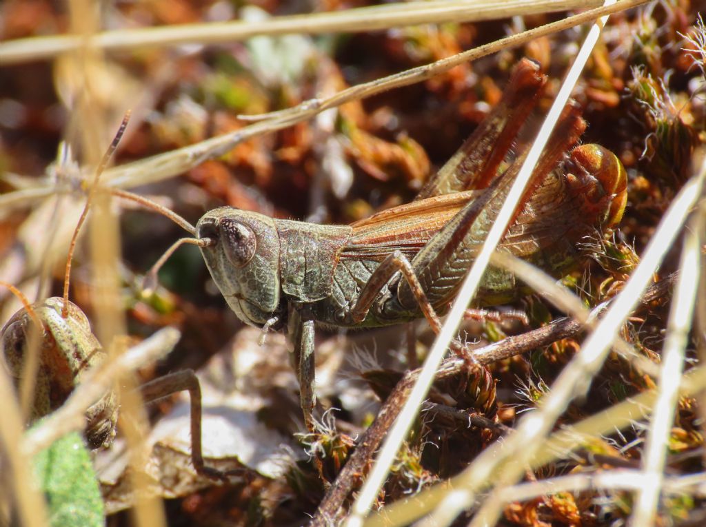 Acrididae: Gomphocerippus rufus m & f