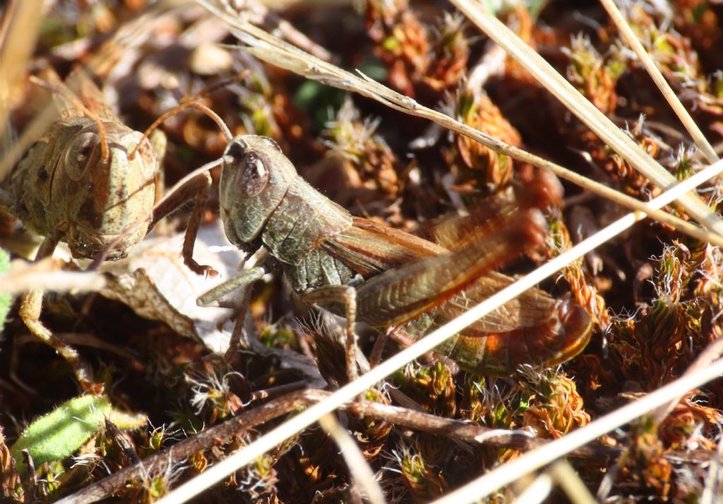 Acrididae: Gomphocerippus rufus m & f