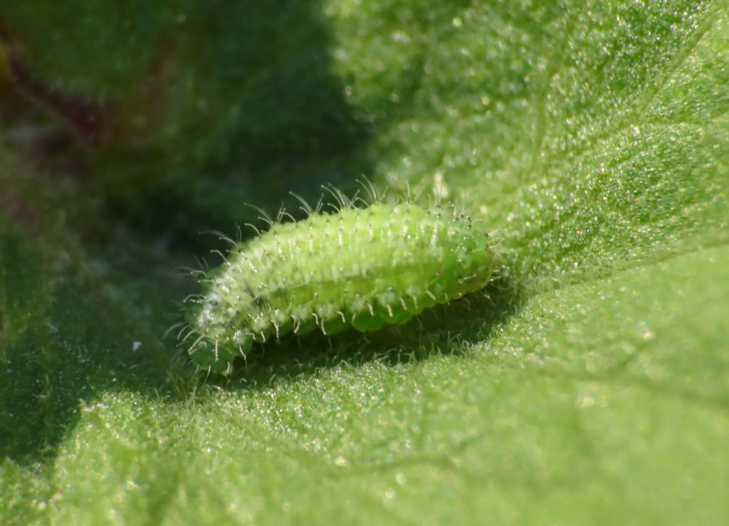 Larva da identificare