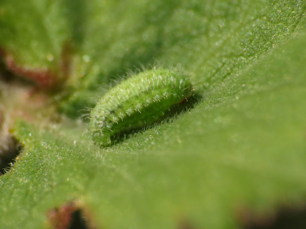 Larva da identificare