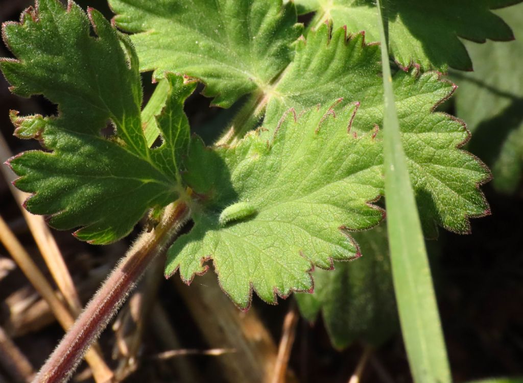 Larva da identificare