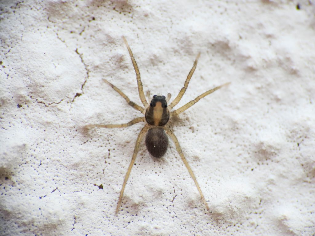 Lycosidae da identificare