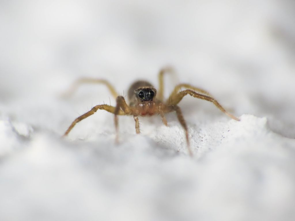 Lycosidae da identificare