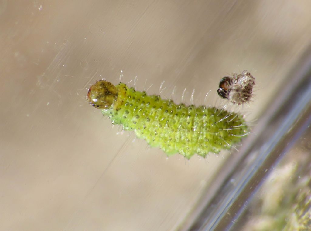 Larva da identificare