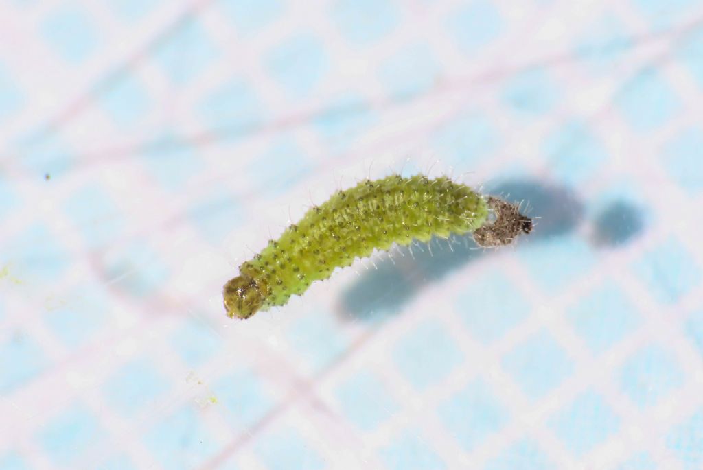 Larva da identificare