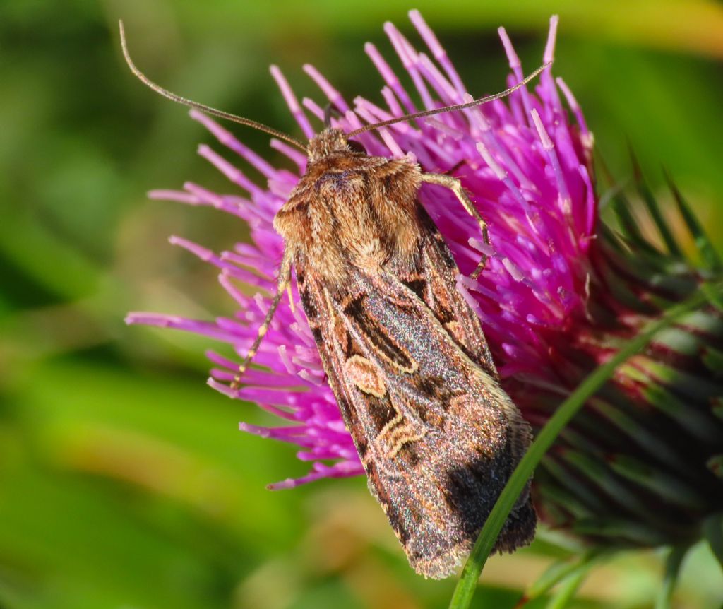 Chersotis oreina - Noctuidae