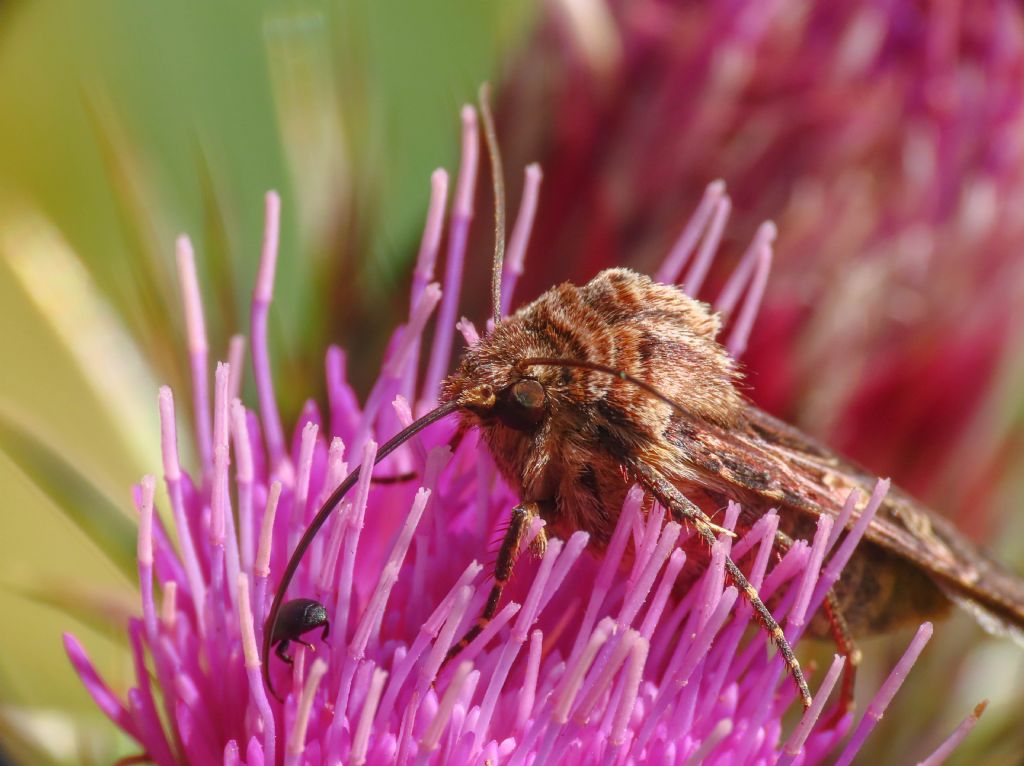 Chersotis oreina - Noctuidae