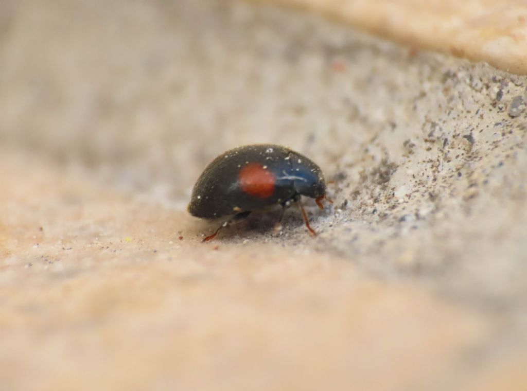 Coccinellidae: Scymnus cfr. apetzi