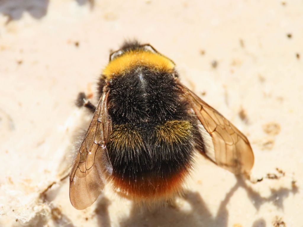 Apidae: Bombus aff. pratorum
