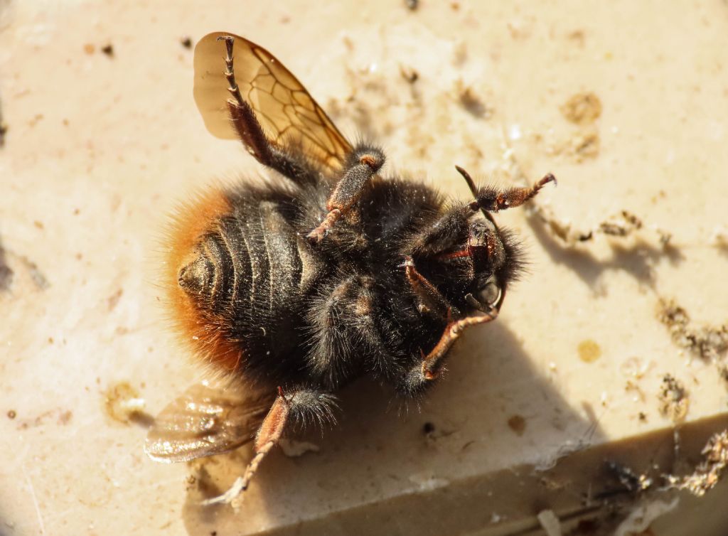 Apidae: Bombus aff. pratorum