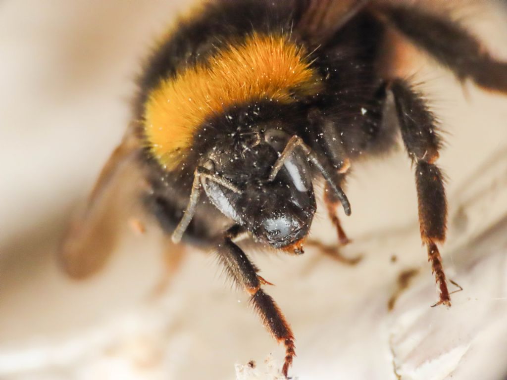 Apidae: Bombus aff. pratorum